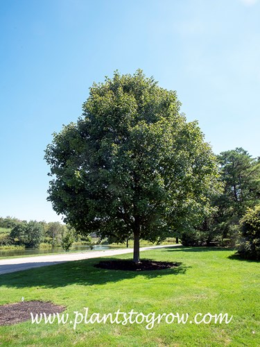Greencolumn Maple (Acer saccharum ssp. nigrum)